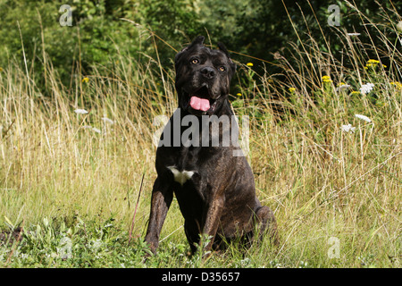 Hund Cane Corso / italienischen Molosser Erwachsenen sitzen auf einer Wiese Stockfoto