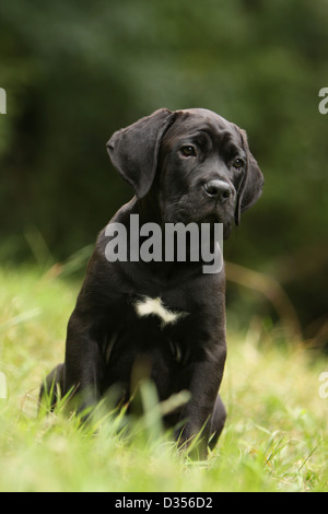 Hund Cane Corso / italienischen Molosser Welpen sitzen auf einer Wiese Stockfoto