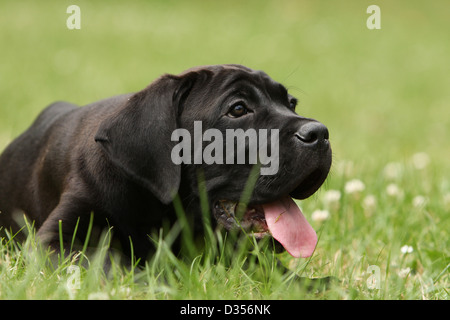 Hund Cane Corso / italienischen Molosser junge liegend auf einer Wiese Stockfoto