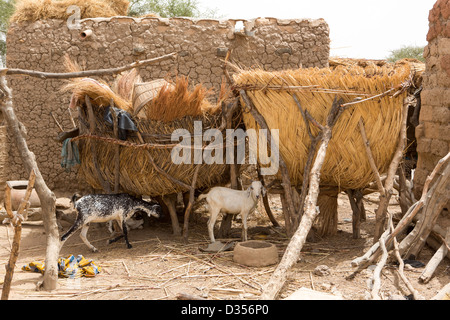 Barsalogho, Burkina Faso, Mai 2012: Ziegen in einem Haushalt. Stockfoto