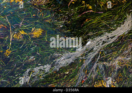 Schadstoffe mischen mit Algen im Hafen Wasser, Homer, Alaska, USA Stockfoto