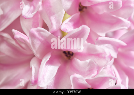 Schließen Sie Details der Blütenblätter, Hyazinthe eine Frühlingsblume Stockfoto