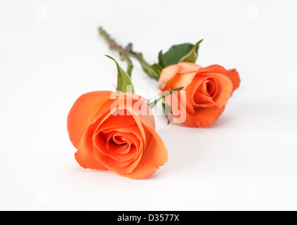 Zwei orange Rosen auf weißem Hintergrund Stockfoto