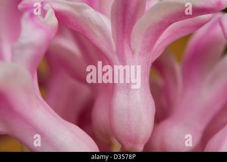 Schließen Sie Details der Blütenblätter, Hyazinthe eine Frühlingsblume Stockfoto