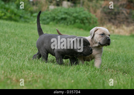 Hund Cane Corso / italienischen Molosser zwei Welpen verschiedene Farben in einem Garten spazieren Stockfoto