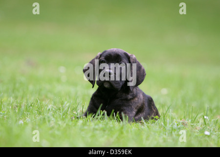 Hund Cane Corso / italienischen Molosser Welpen liegend in einem Park Stockfoto