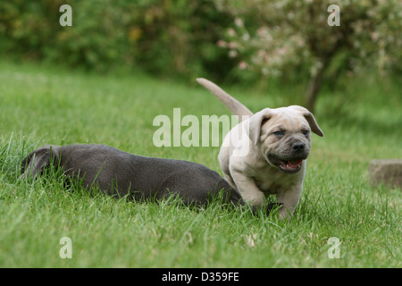 Hund Cane Corso / italienischen Molosser zwei Welpen verschiedene Farben in einem Garten Stockfoto