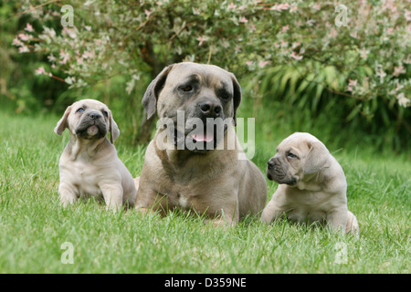 Hund Cane Corso / italienischen Molosser Erwachsenen- und zwei Welpen auf einer Wiese Stockfoto