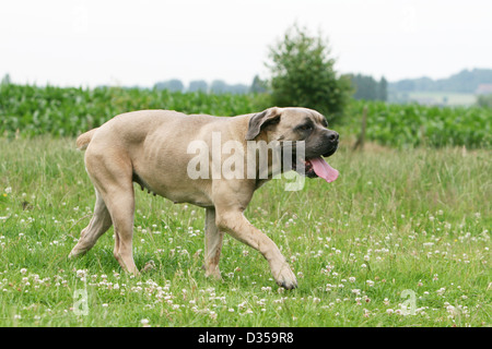 Hund Cane Corso / italienischen Molosser Erwachsenen zu Fuss auf einer Wiese Stockfoto