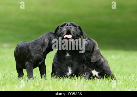 Hund Cane Corso / italienischen Molosser Erwachsenen- und zwei Welpen auf einer Wiese Stockfoto