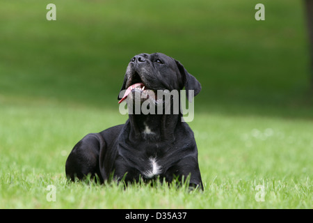 Hund Cane Corso / italienischen Molosser Erwachsenen liegend in einem Park Stockfoto