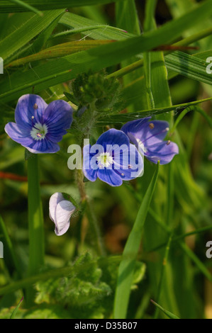 Gamander-Ehrenpreis - Veronica Chamaedrys Gras Stockfoto