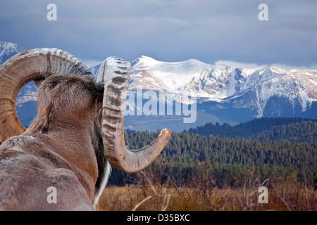 Eine Nahaufnahme von einem mit Blick auf die Berglandschaft Bighorn-Schafe. Stockfoto