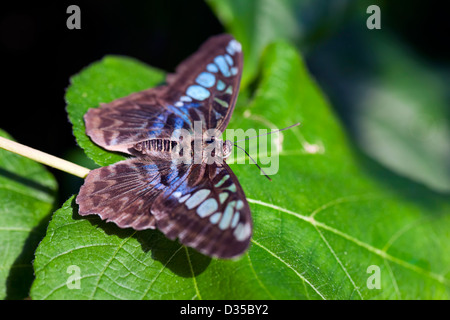 Eine Nahaufnahme eines Schmetterlings Clipper (Parthenos Sylvia). Diese Schmetterlinge sind in Südasien gefunden. Stockfoto