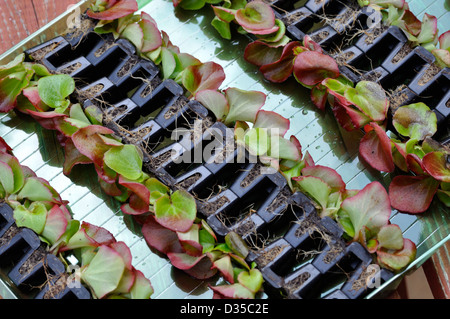 Close-up Begonia Semperflorens "Gemischten Lotto" stecken Sie Pflanzen bereit zum Umtopfen Stockfoto