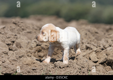 Brittany Spaniel Hund / Epagneul Breton Welpen (Orange und weiß) stehen in einem Feld Stockfoto