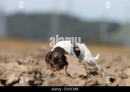 Brittany Spaniel Hund / Epagneul Breton Welpen riechen den Boden Stockfoto