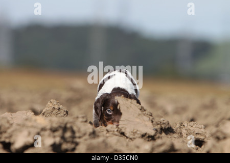 Brittany Spaniel Hund / Epagneul Breton Welpen riechen in einem Feld Stockfoto