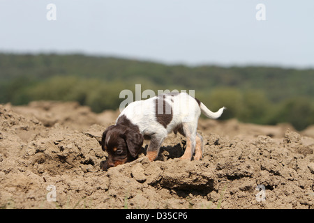 Brittany Spaniel Hund / Epagneul Breton Welpen riechen in einem Feld Stockfoto