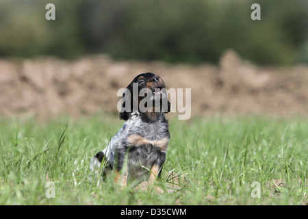 Brittany Spaniel Hund / Epagneul Breton bellen Welpen (schwarz Roan) sitzen in einem Feld Stockfoto