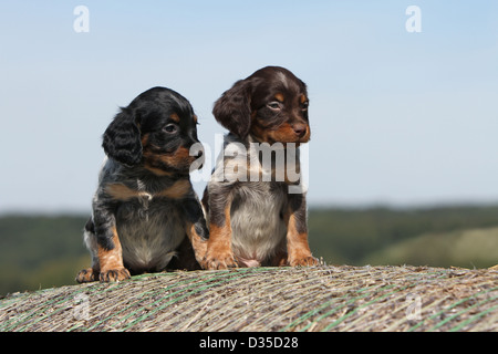 Brittany Spaniel Hund / Epagneul Breton zwei Welpen verschiedene Farben sitzen auf dem Stroh Stockfoto