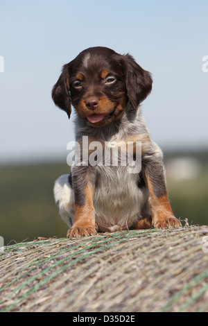 Brittany Spaniel Hund / Epagneul Breton Welpen Stockfoto