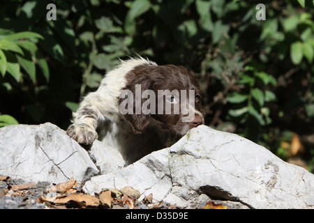 Brittany Spaniel Hund / Epagneul Breton Welpen riechen ein Fels Stockfoto