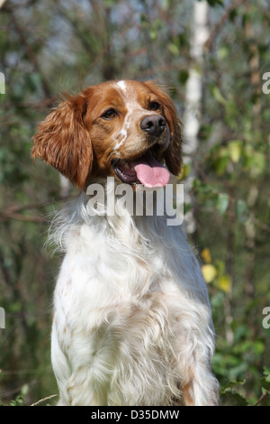 Brittany Spaniel Hund / Epagneul Breton Erwachsene (orange und weiß)-Porträt Stockfoto