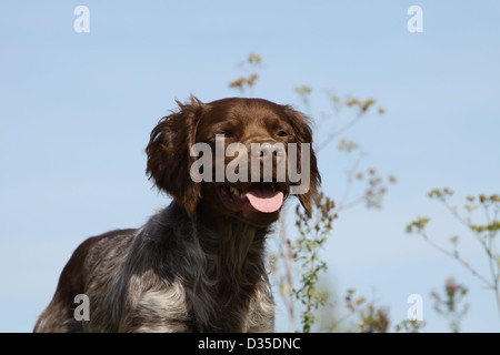 Brittany Spaniel Hund / Epagneul Breton Erwachsener (Leber Roan) Porträt Stockfoto