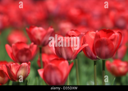Close-up Fluss der rote Tulpe im Stadtpark Stockfoto