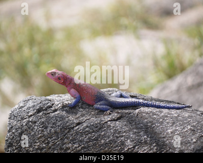 Agama Eidechse rosa blau Farbwechsel Sonnenbaden Rock Reptil noch Aalen in der Sonne Afrika Tansania Serengeti safari Stockfoto