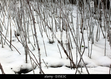 Rubus Cockburnianus, ornamentale Bramble im Winterschnee. Surrey England UK Stockfoto