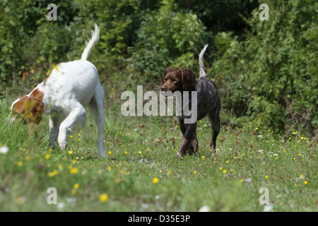Brittany Spaniel Hund / Epagneul Breton zwei Erwachsene verschiedene Farben zu Fuß auf einer Wiese Stockfoto