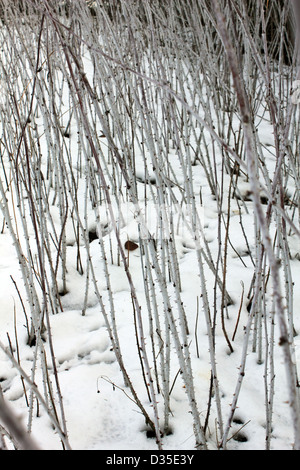 Rubus Cockburnianus, ornamentale Bramble im Winterschnee. Surrey England UK Stockfoto