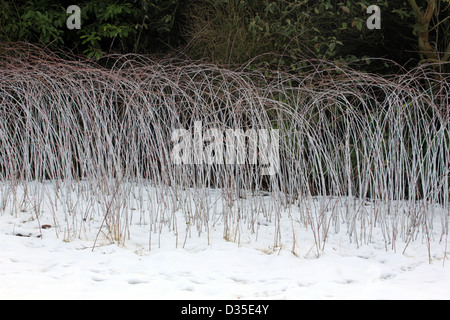 Rubus Cockburnianus, ornamentale Bramble im Winterschnee. Surrey England UK Stockfoto