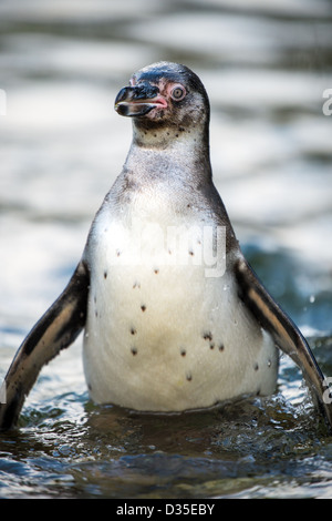 Humboldt-Pinguin-Porträt im hellen Wasser Stockfoto