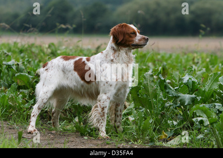 Brittany Spaniel Hund / Erwachsenen Standardprofil Epagneul Breton Stockfoto