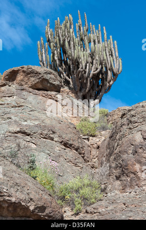 Mehr als 20 var. Kakteen wachsen in Atacama Wüste Chile Südamerika Stockfoto