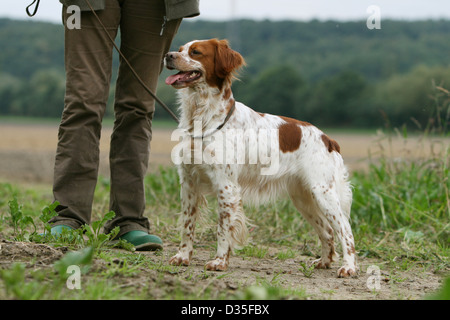 Brittany Spaniel Hund / Epagneul Breton Erwachsenen stehen in einem Feld mit dem Jäger Stockfoto