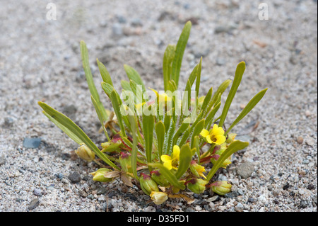 Violeta del Campo (Viola Asterias) Blumen Straße in der Nähe von Totoral Atacama-Wüste Stockfoto