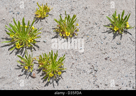 Violeta del Campo (Viola Asterias) Pflanzen in Blumen Straße in der Nähe von Totoral Atacama Wüste Chile, Südamerika Stockfoto