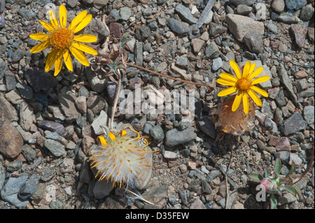 Chaetanthera SP. blühende Straße in der Nähe von Totoral Atacama (III) Chile, Südamerika Stockfoto