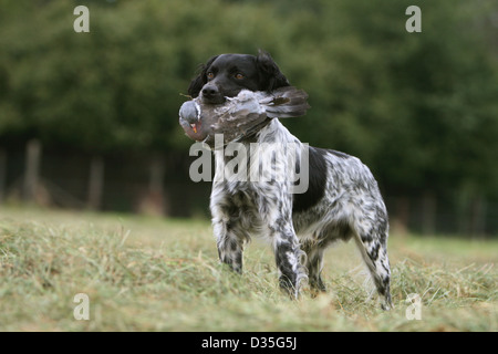 Brittany Spaniel Hund / Epagneul Breton Erwachsener (Schwarzweiß) stehend mit einer Taube im Maul Stockfoto