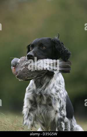 Brittany Spaniel Hund / Epagneul Breton Erwachsener (schwarz und weiß) mit einer Taube im Maul Stockfoto