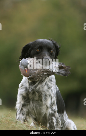 Brittany Spaniel Hund / Epagneul Breton Erwachsener (schwarz und weiß) mit einer Taube im Maul Stockfoto