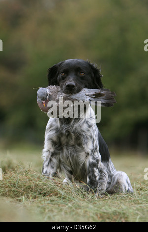 Brittany Spaniel Hund / Epagneul Breton Erwachsener (schwarz und weiß) mit einer Taube im Maul Stockfoto