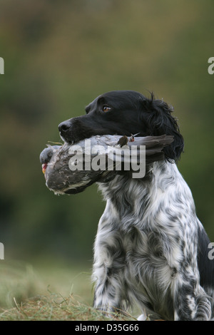 Brittany Spaniel Hund / Epagneul Breton Erwachsener (schwarz und weiß) mit einer Taube im Maul Stockfoto