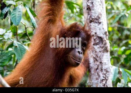 Orang-Utan, Borneo Stockfoto