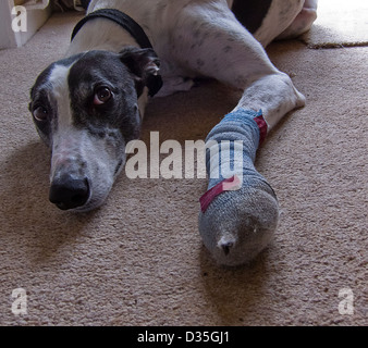 Windhund mit Verletzten und bandagierten Pfote Stockfoto