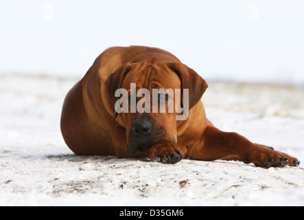 Tosa Inu / japanischer Mastiff adult im Schnee liegend Hund Stockfoto